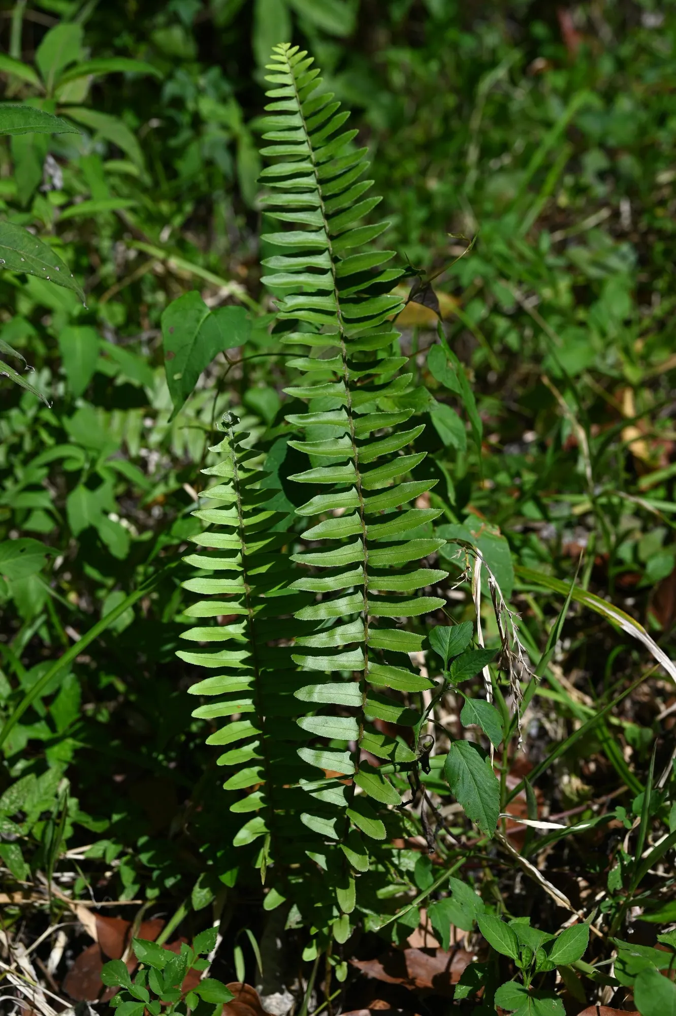 Macho Fern (Nephrolepis biserrata) — It matures 36-48 inches tall and 36-60 inches wide, easily outscaling a Boston fern