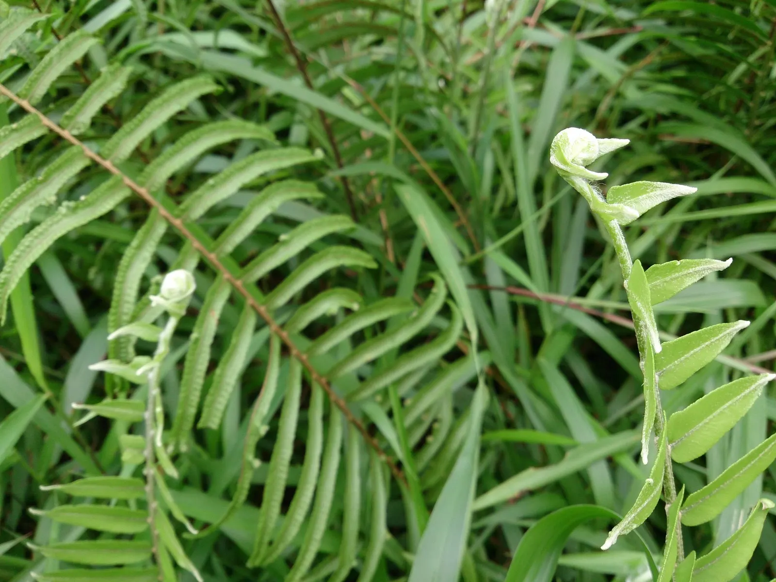 Macho Fern (Nephrolepis biserrata) — Protect from harsh sun, wind, and drying
