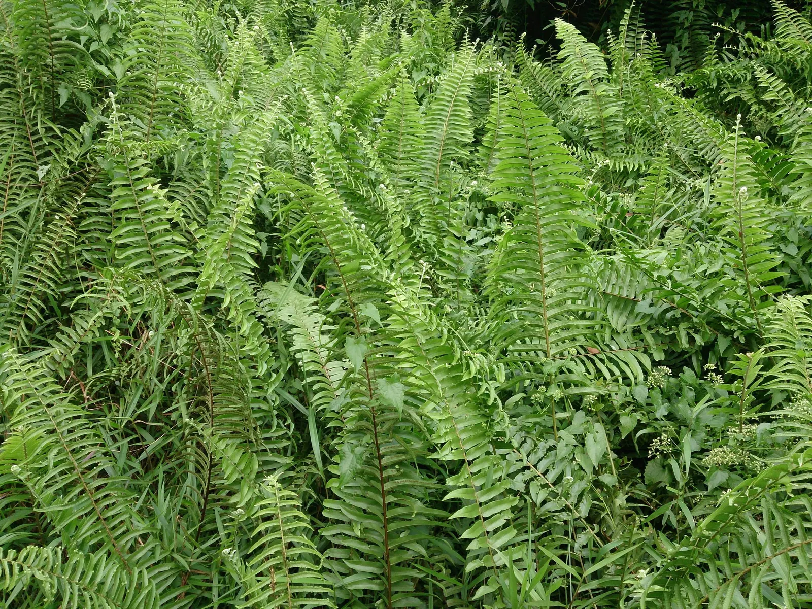 Macho Fern (Nephrolepis biserrata) — cascading mound of bright green