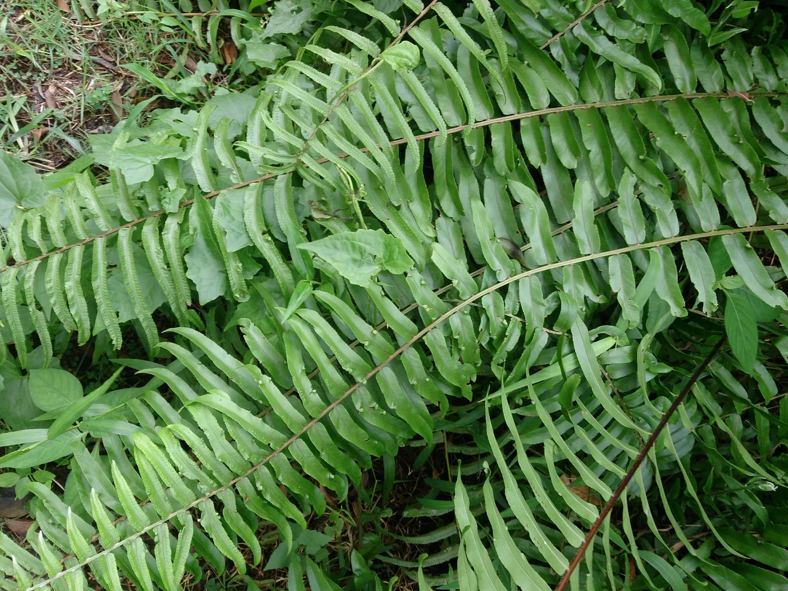 Macho Fern (Nephrolepis biserrata) — Compared with a classic Boston fern