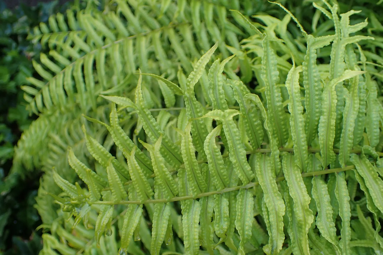 Macho Fern (Nephrolepis biserrata) — Macho Fern typically reaches 36 to 48 inches tall and spreads an impressive 36 to 60 inches wide