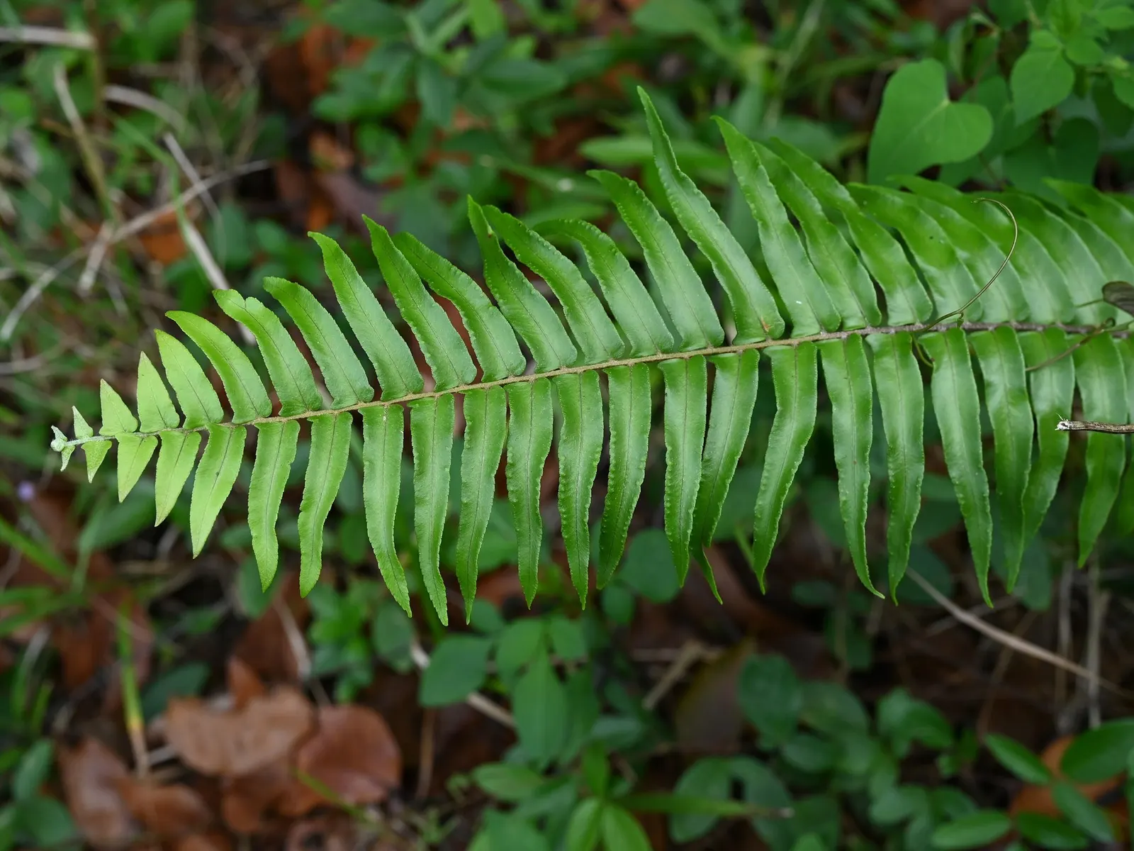 Macho Fern (Nephrolepis biserrata) — with lush fronds that bring movement