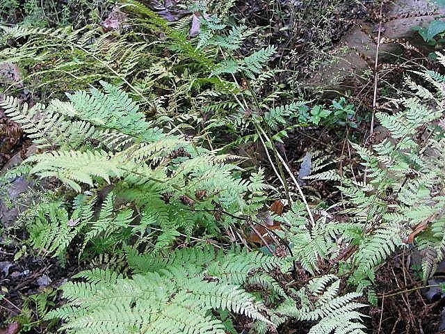 Glandular Wood Fern (Dryopteris Intermedia) — adding lush texture to woodland settings