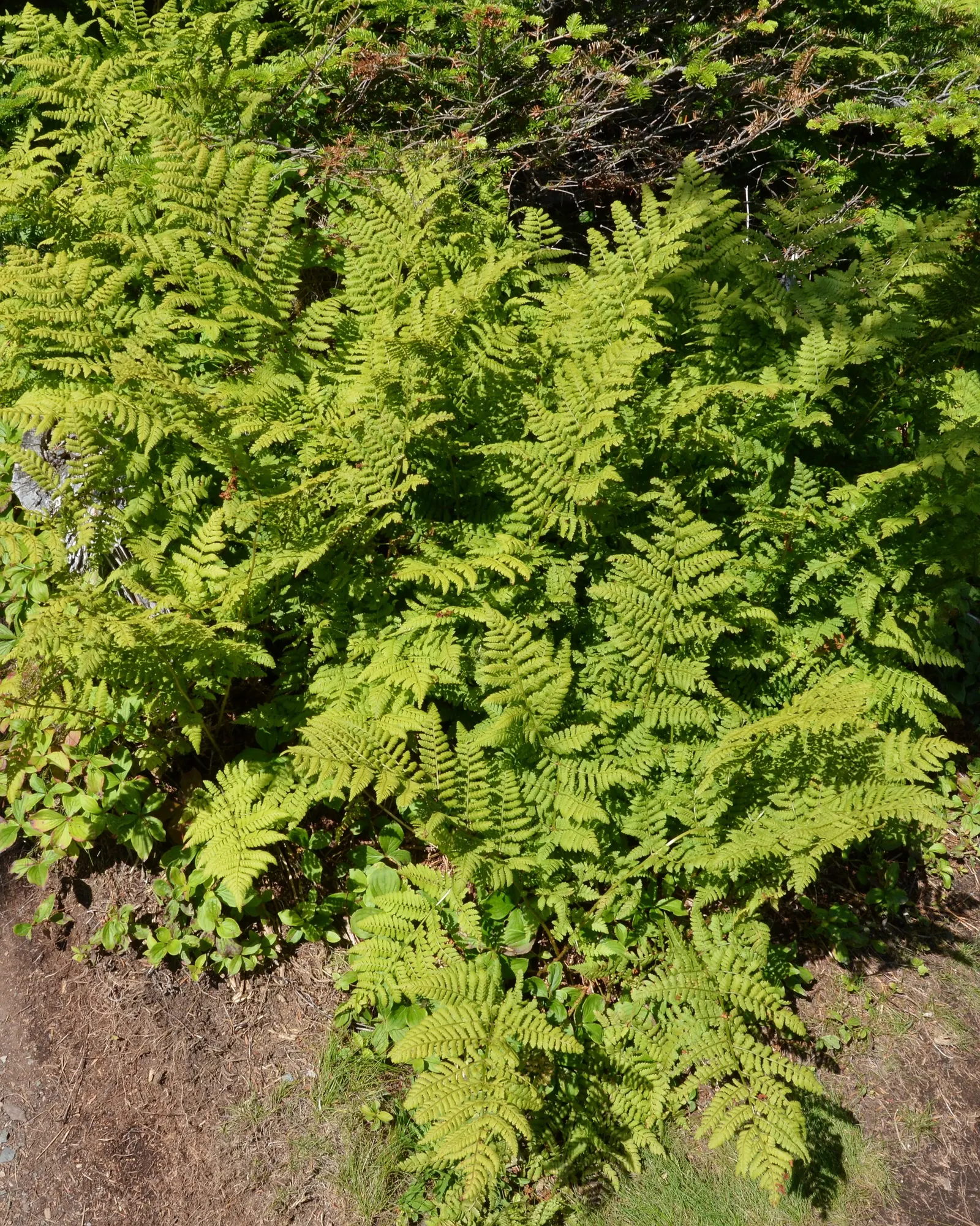 Glandular Wood Fern (Dryopteris Intermedia) — The Glandular Wood Fern (Dryopteris intermedia), a robust perennial fern, flourishes in partial to full shade