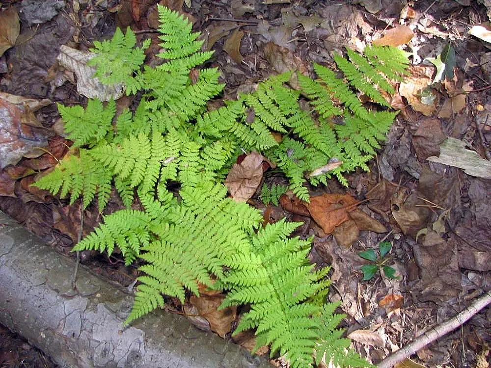 Glandular Wood Fern (Dryopteris Intermedia) — Preferring moist, well-drained soil, this species is deer-resistant and low-maintenance
