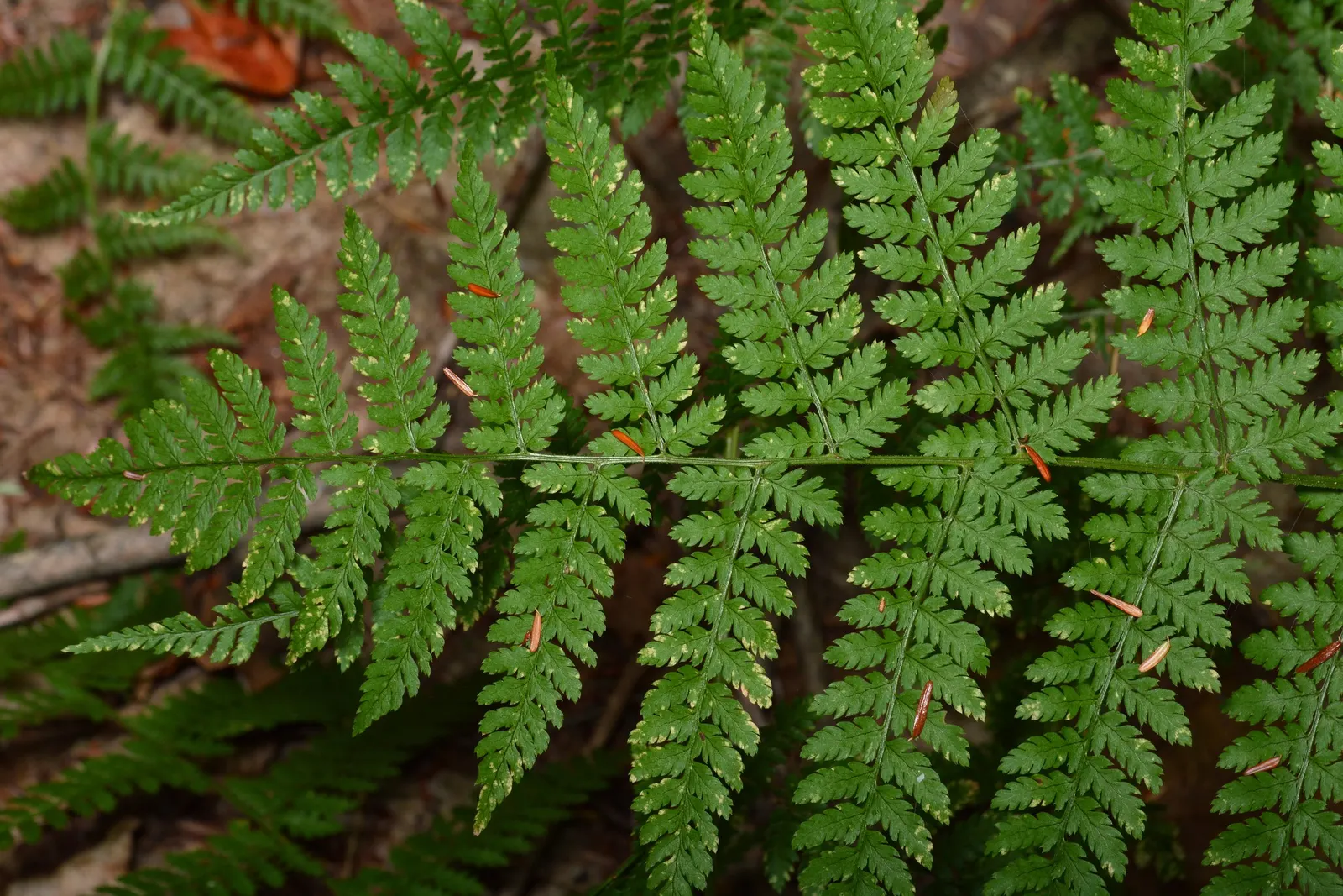 Glandular Wood Fern (Dryopteris Intermedia) — scientifically known as Dryopteris intermedia