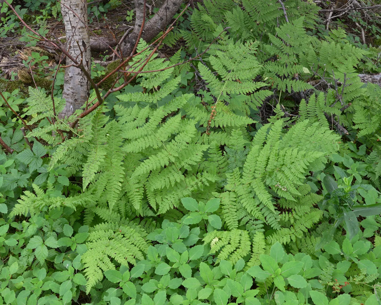 Glandular Wood Fern (Dryopteris Intermedia) — native backdrop to shade gardens with its finely divided