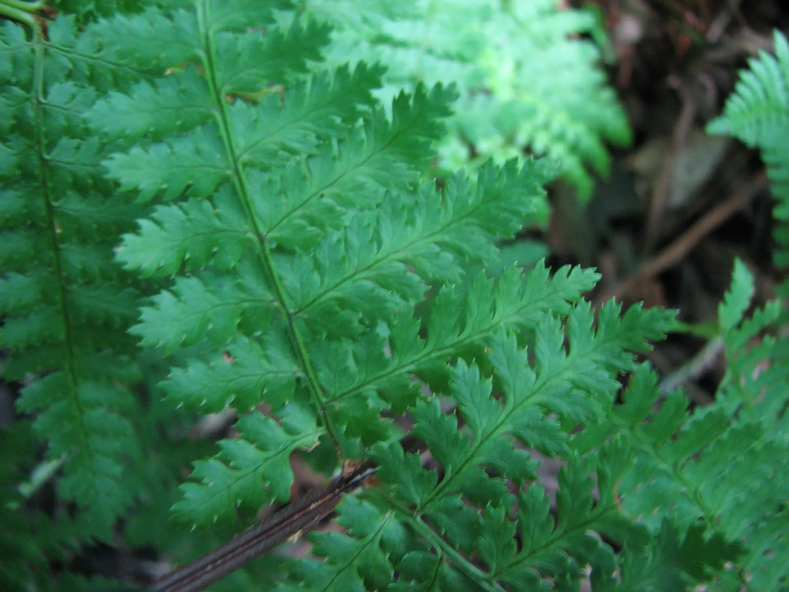 Glandular Wood Fern (Dryopteris Intermedia) — Ideal for naturalized areas