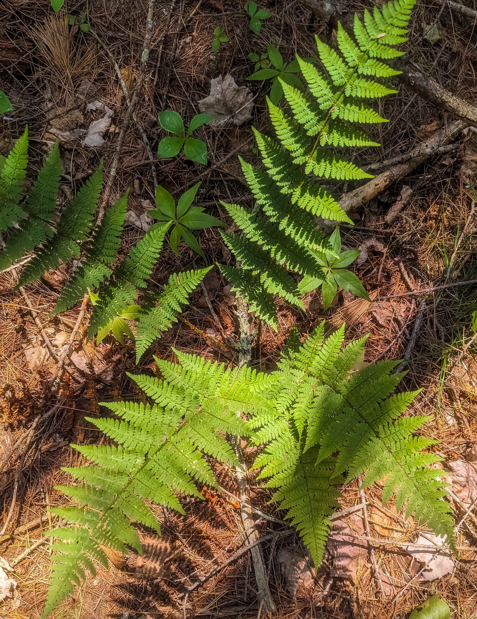 Glandular Wood Fern (Dryopteris Intermedia) — boasting arching fronds that can reach a height and spread of 18-24 inches