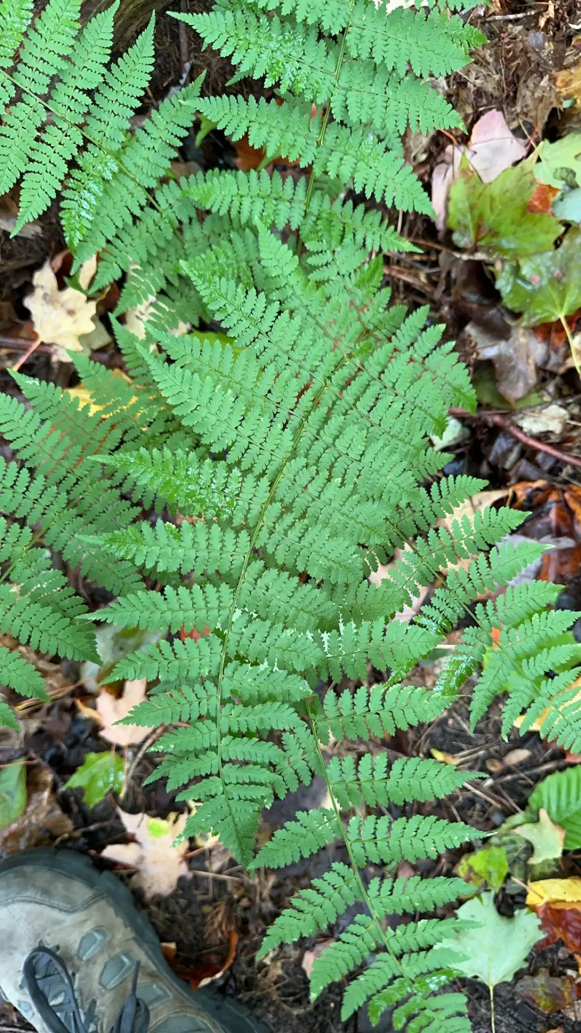 Glandular Wood Fern (Dryopteris Intermedia) — Each leaflet is lance-shaped with toothed margins and a glossy finish
