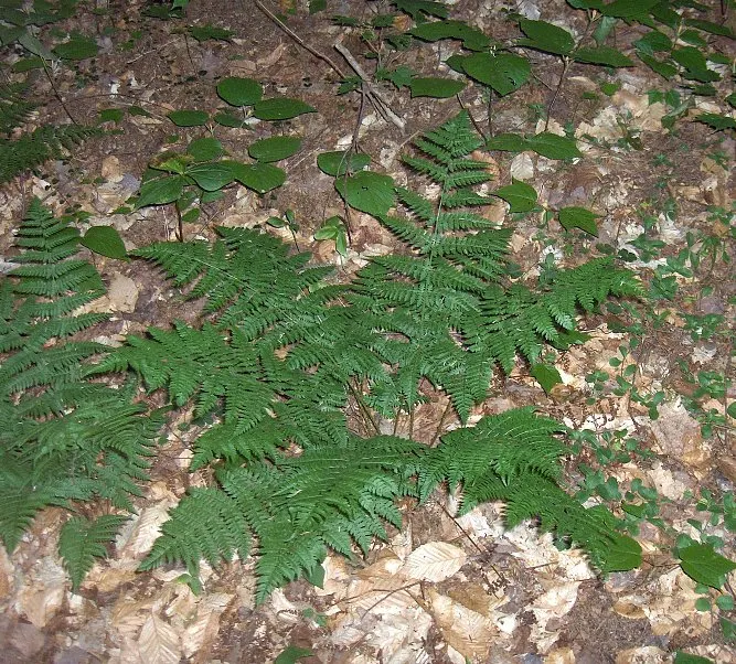 Glandular Wood Fern (Dryopteris Intermedia) — is a stellar addition to any shade garden or woodland landscape
