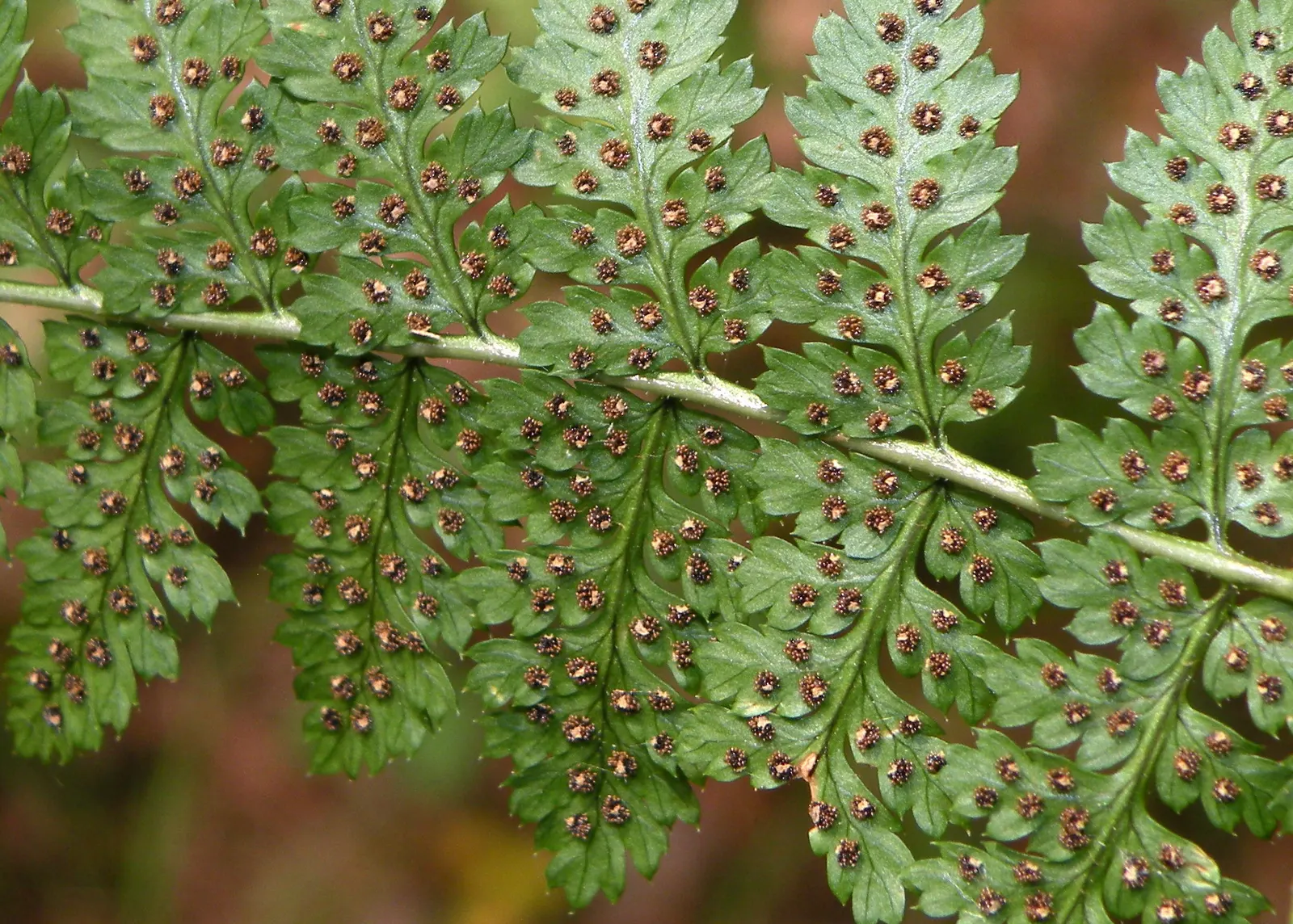 Glandular Wood Fern (Dryopteris Intermedia) — meaning they are divided to the midrib
