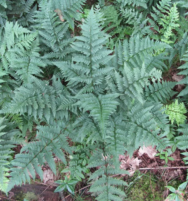 Glandular Wood Fern (Dryopteris Intermedia) — As a native to the northeastern United States