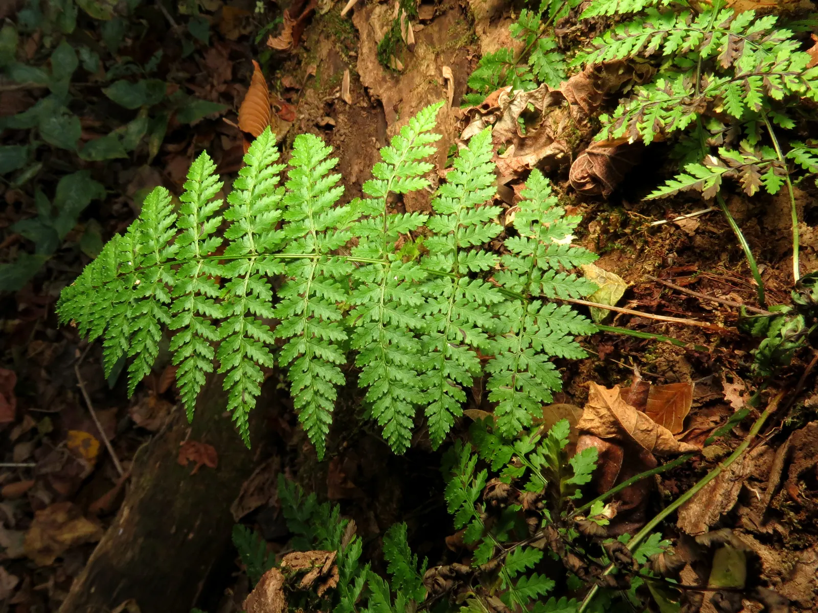 Glandular Wood Fern (Dryopteris Intermedia) — The fronds are pinnate-pinnatifid