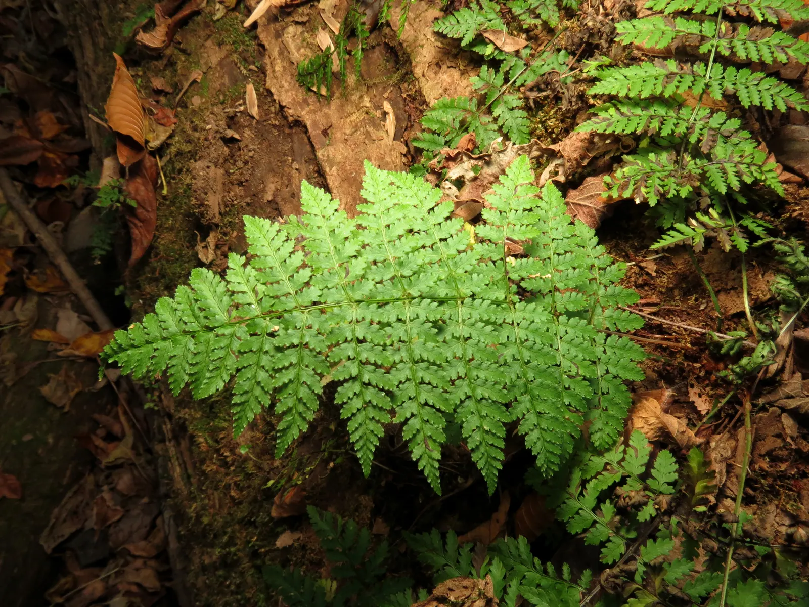 Glandular Wood Fern (Dryopteris Intermedia) — and slightly acidic.<br><br>This robust perennial fern stands upright