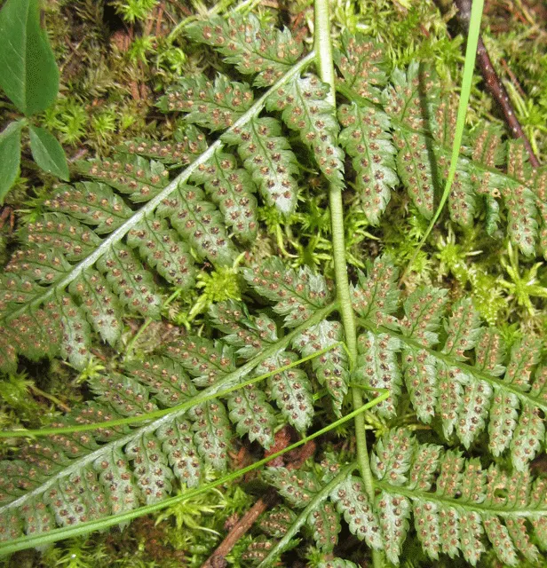 Glandular Wood Fern (Dryopteris Intermedia) — it thrives under the canopies of mature trees