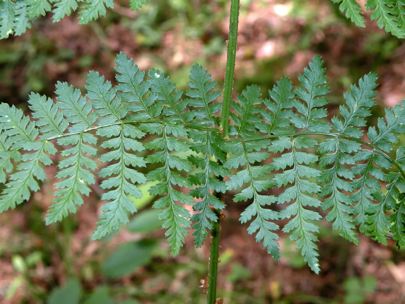 Glandular Wood Fern (Dryopteris Intermedia) — offering a delicate visual intricacy