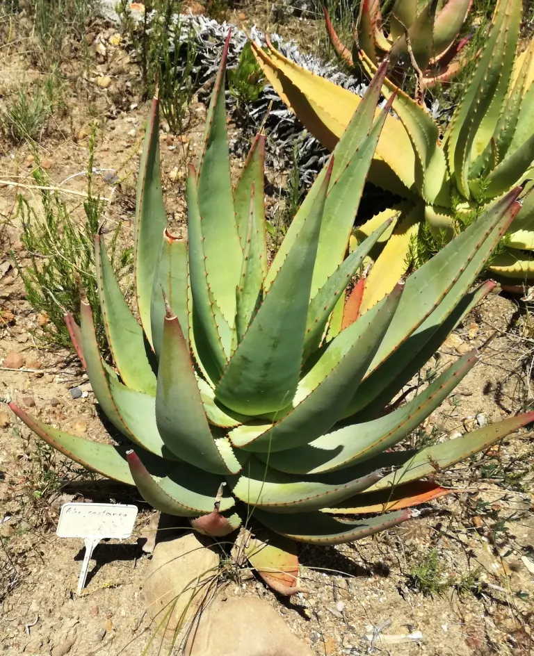 Cat's Tail Aloe (Aloe Castanea) — Plant in well-draining soil and full sun to partial shade for optimal growth