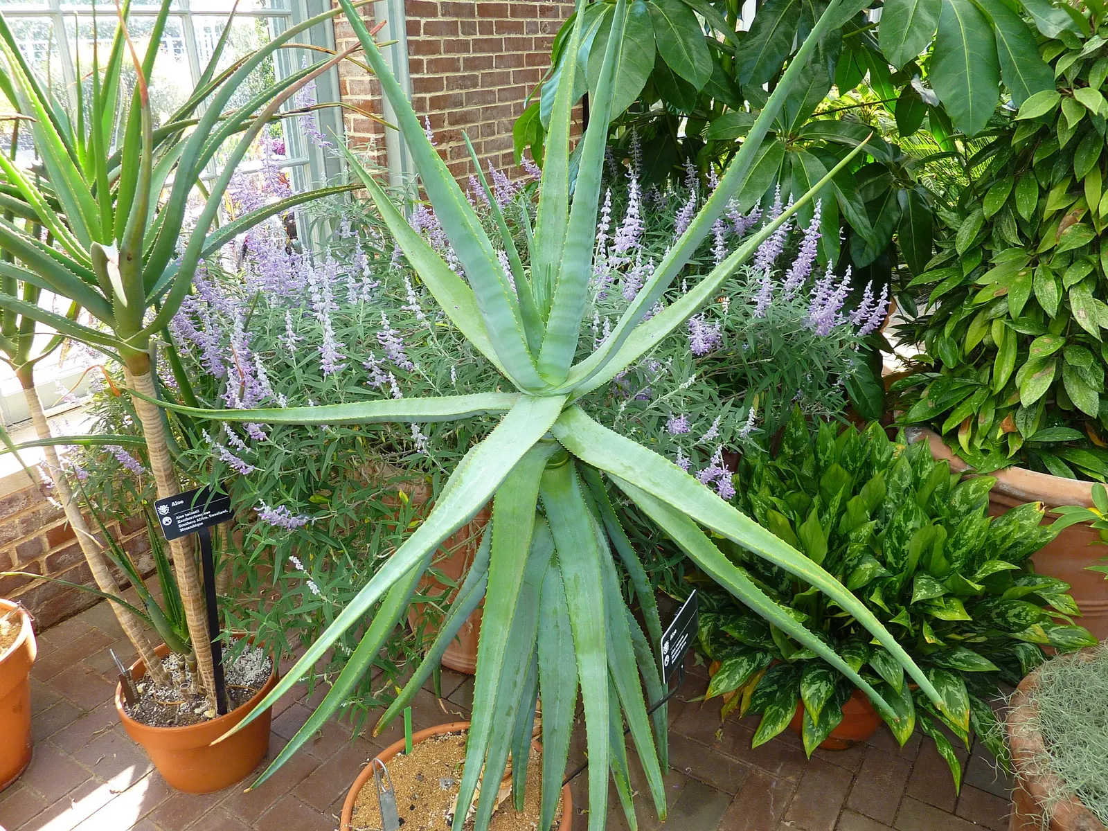 Cat's Tail Aloe (Aloe Castanea) — is an eye-catching succulent featuring arching stems adorned with rosettes of spiny