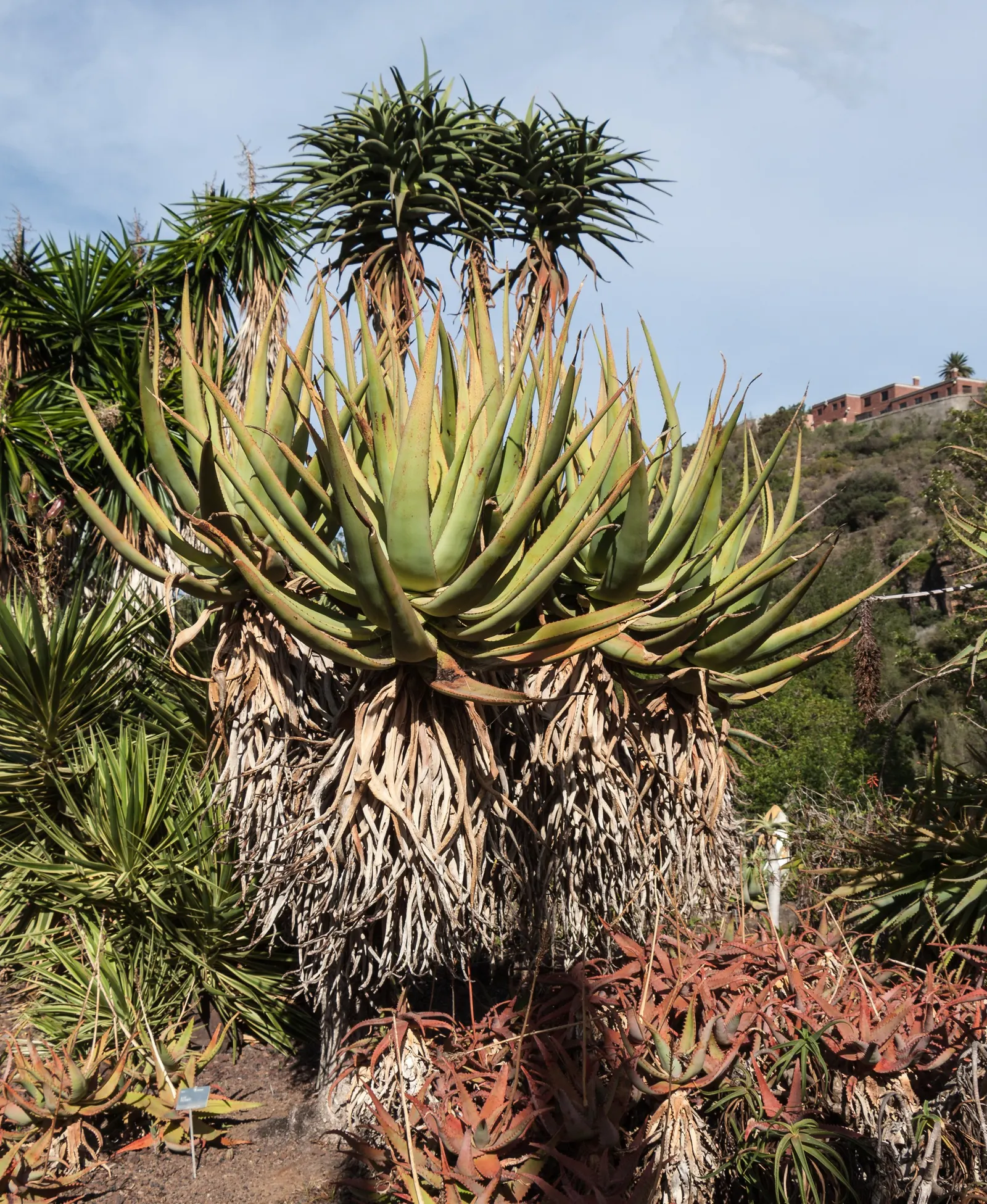 Cat's Tail Aloe (Aloe Castanea) — serving as a dramatic accent in xeriscaped gardens