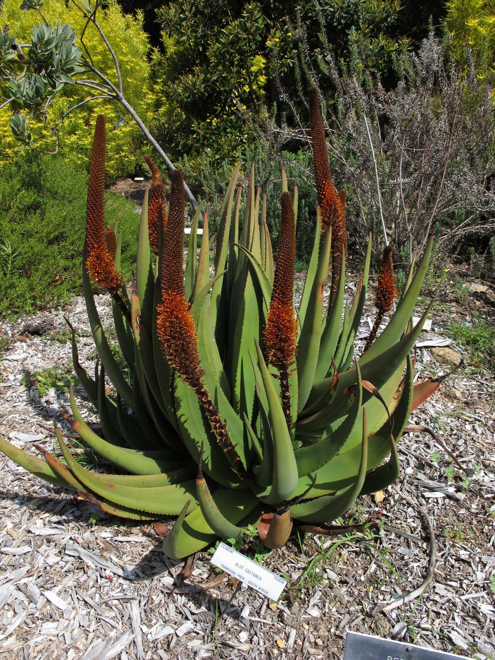 Cat's Tail Aloe (Aloe Castanea) — In winter, it produces striking, cat tail-like reddish-brown flower spikes