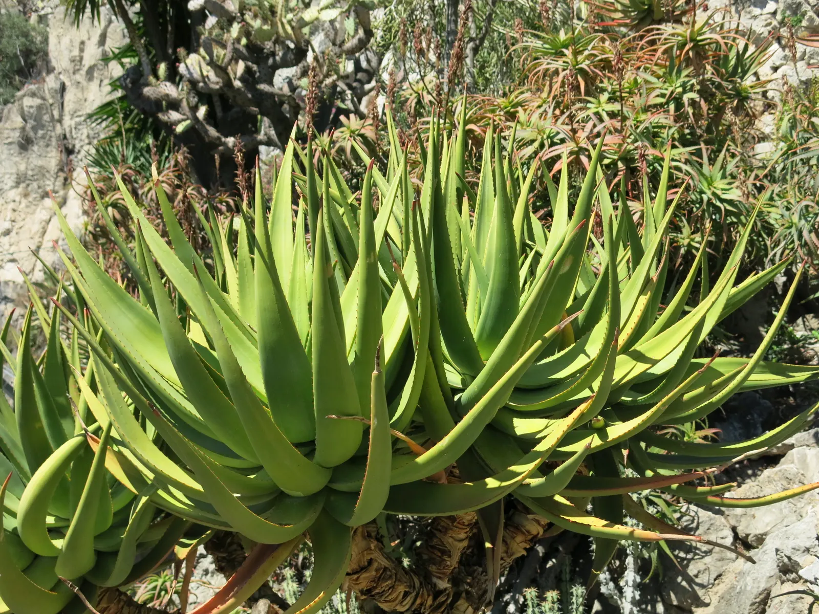 Cat's Tail Aloe (Aloe Castanea) — This drought-tolerant perennial reaches up to 5 feet in height and width