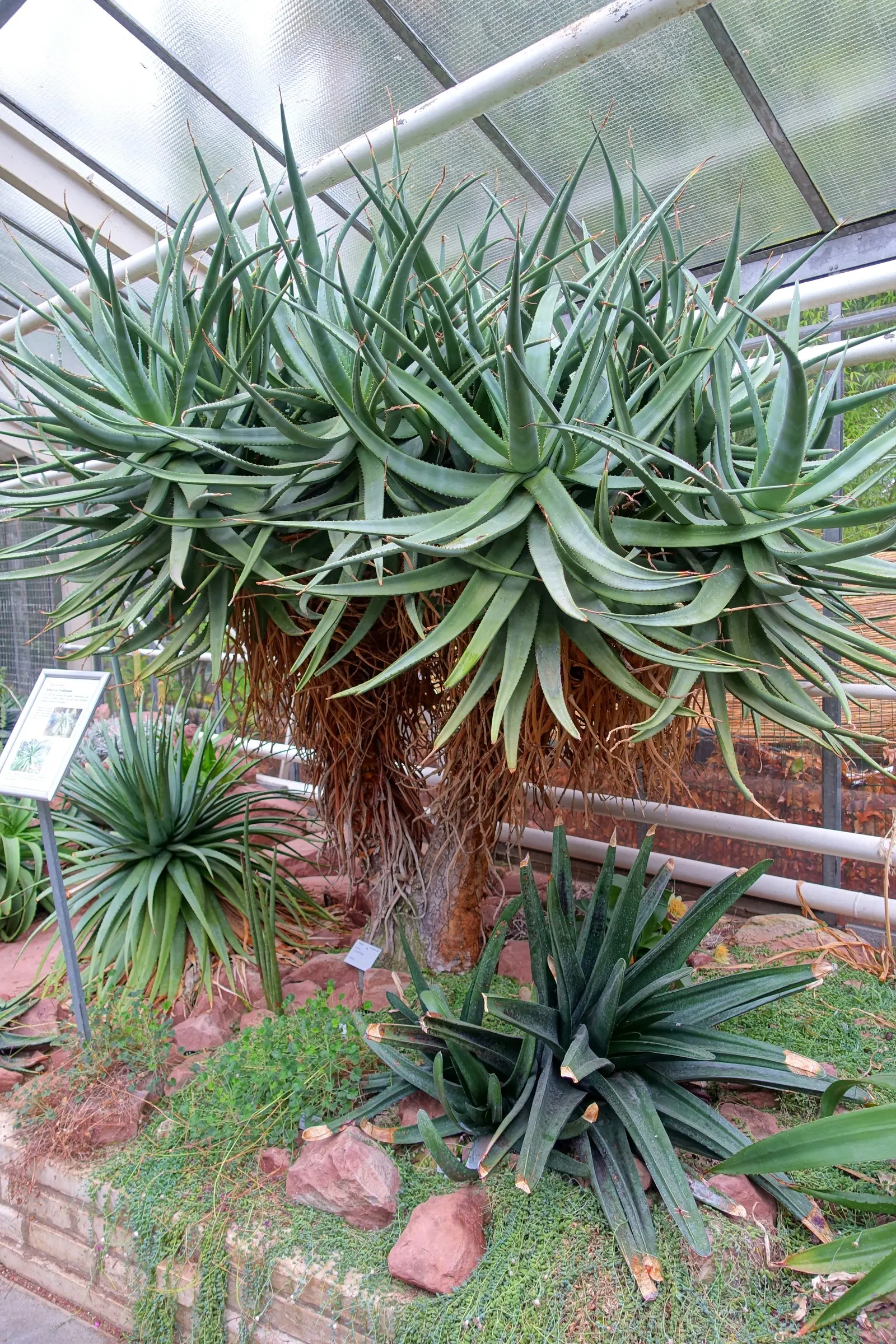 Cat's Tail Aloe (Aloe Castanea) — commonly known as Cat's Tail Aloe