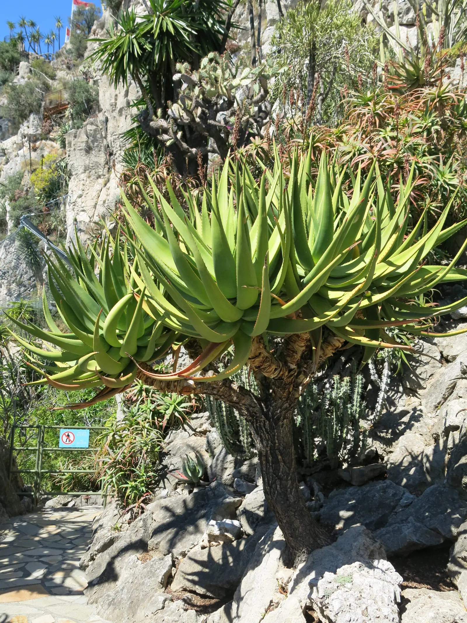 Cat's Tail Aloe (Aloe Castanea) — is a distinctive and captivating species