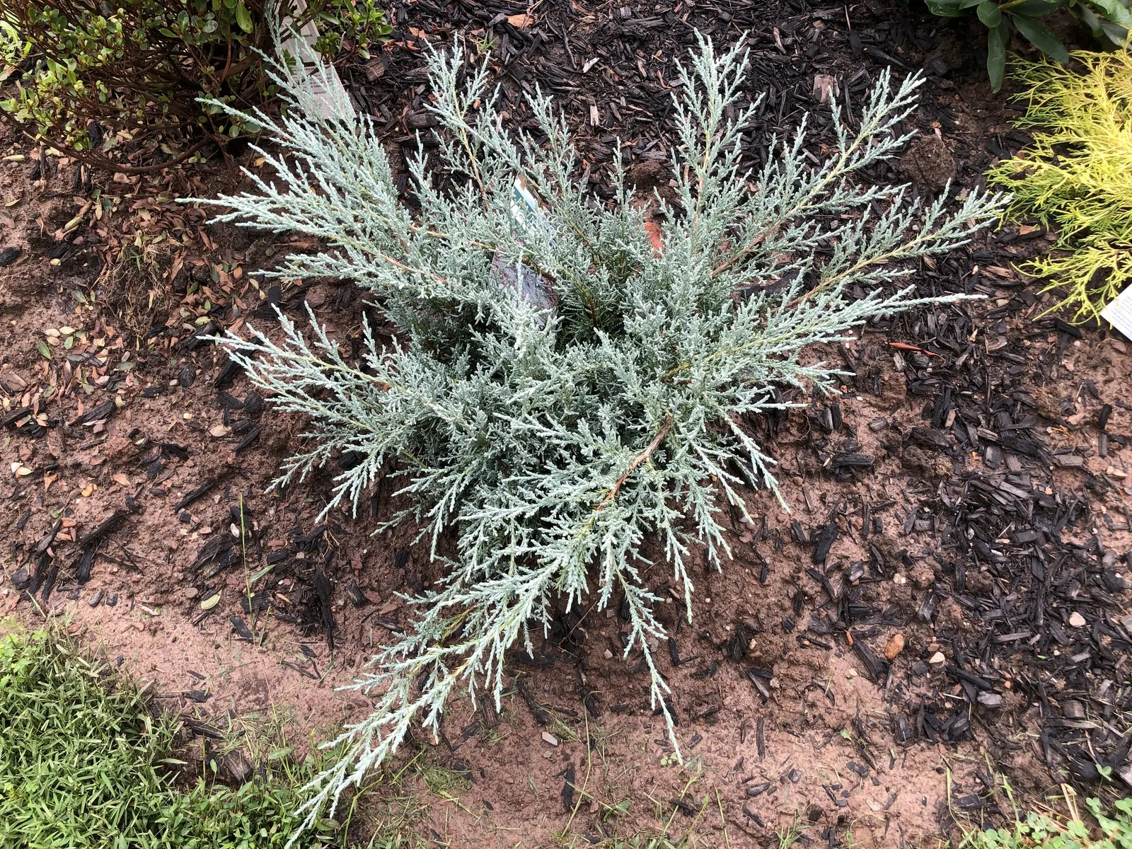 Angelica Blue Pfitzer Juniper (Juniperus Chinensis 'Angelica Blue') — This juniper does not only offer structural appeal with minimal care but also acts as a