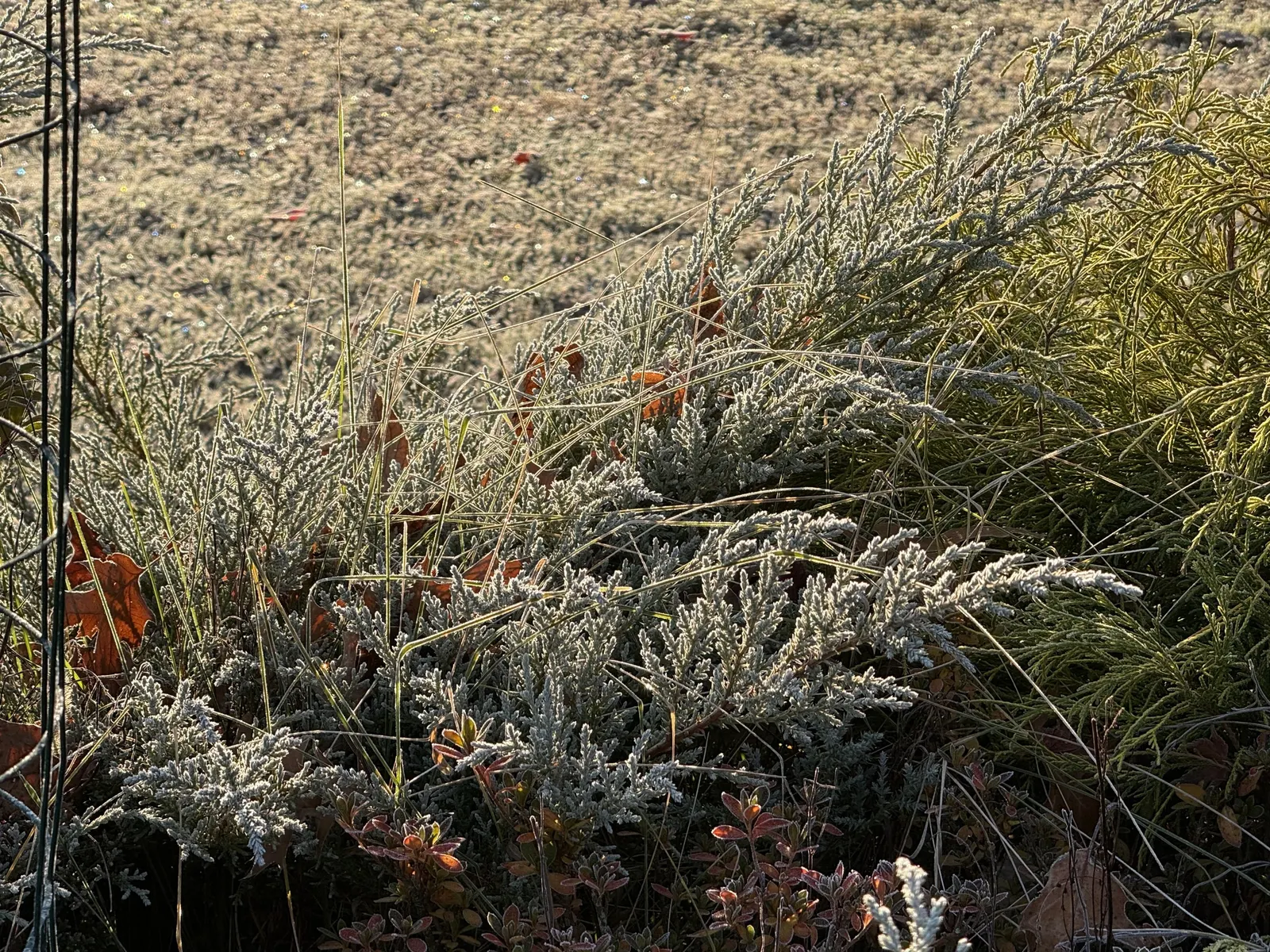 Angelica Blue Pfitzer Juniper (Juniperus Chinensis 'Angelica Blue') — shrub for full or half