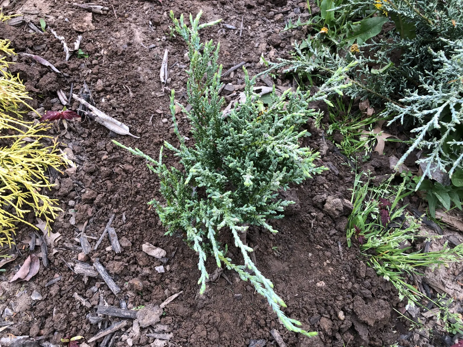 Angelica Blue Pfitzer Juniper (Juniperus Chinensis 'Angelica Blue') — Hardy in zones 4-9, it thrives in full sun and well-draining soil