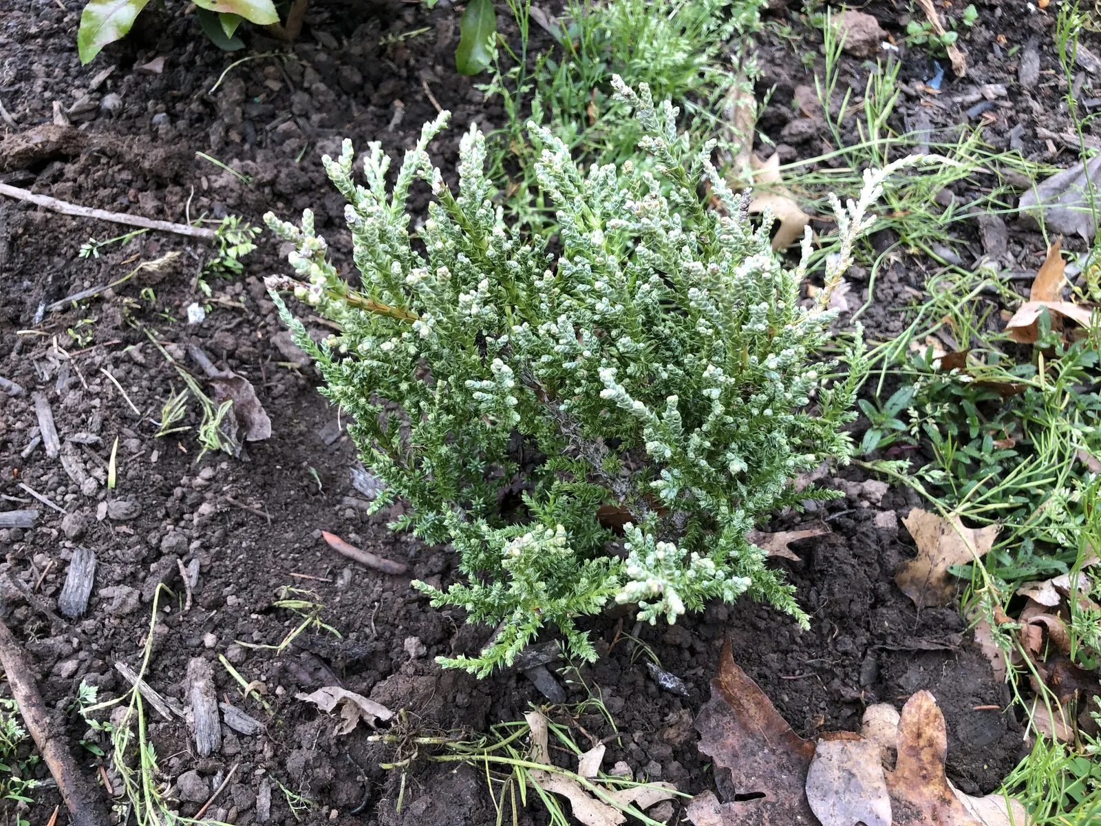 Angelica Blue Pfitzer Juniper (Juniperus Chinensis 'Angelica Blue') — this resilient evergreen has a distinctive mounded growth habit and gracefully arching