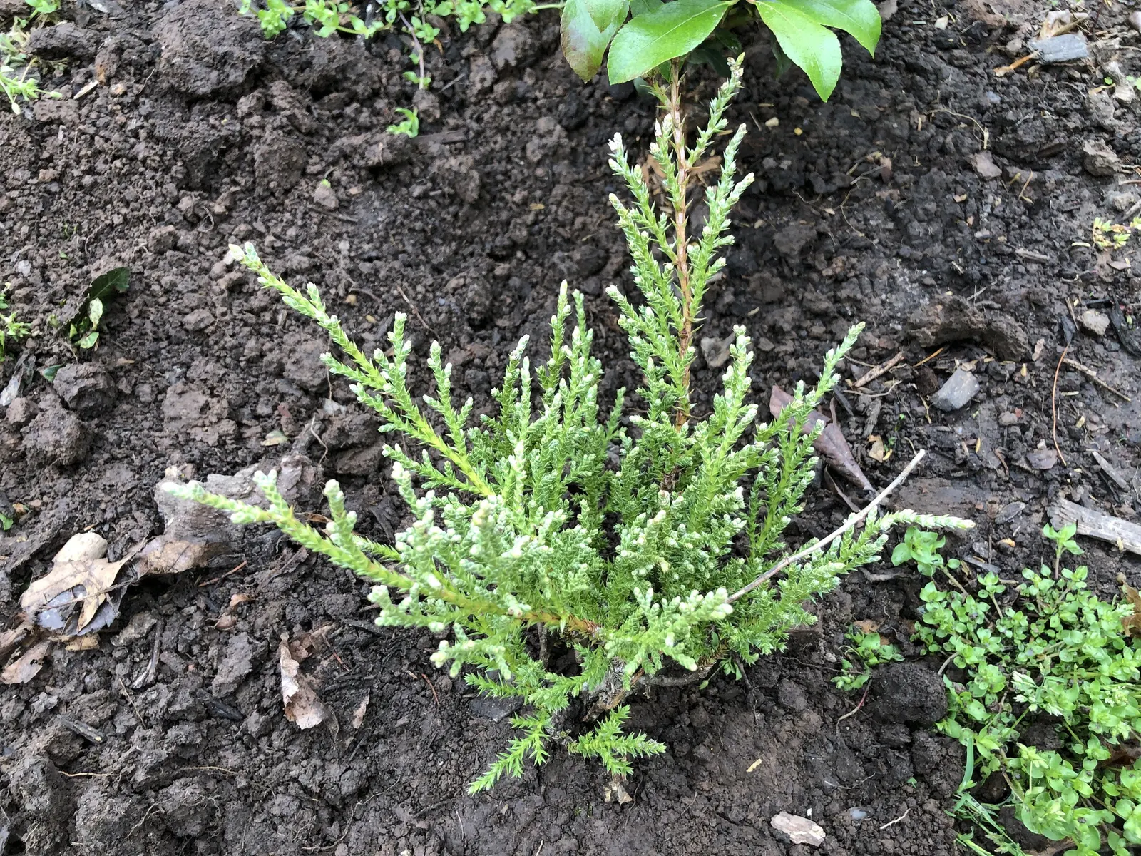 Angelica Blue Pfitzer Juniper (Juniperus Chinensis 'Angelica Blue') — drought-tolerant plant provides year-round interest and is ideal for mass, image 21