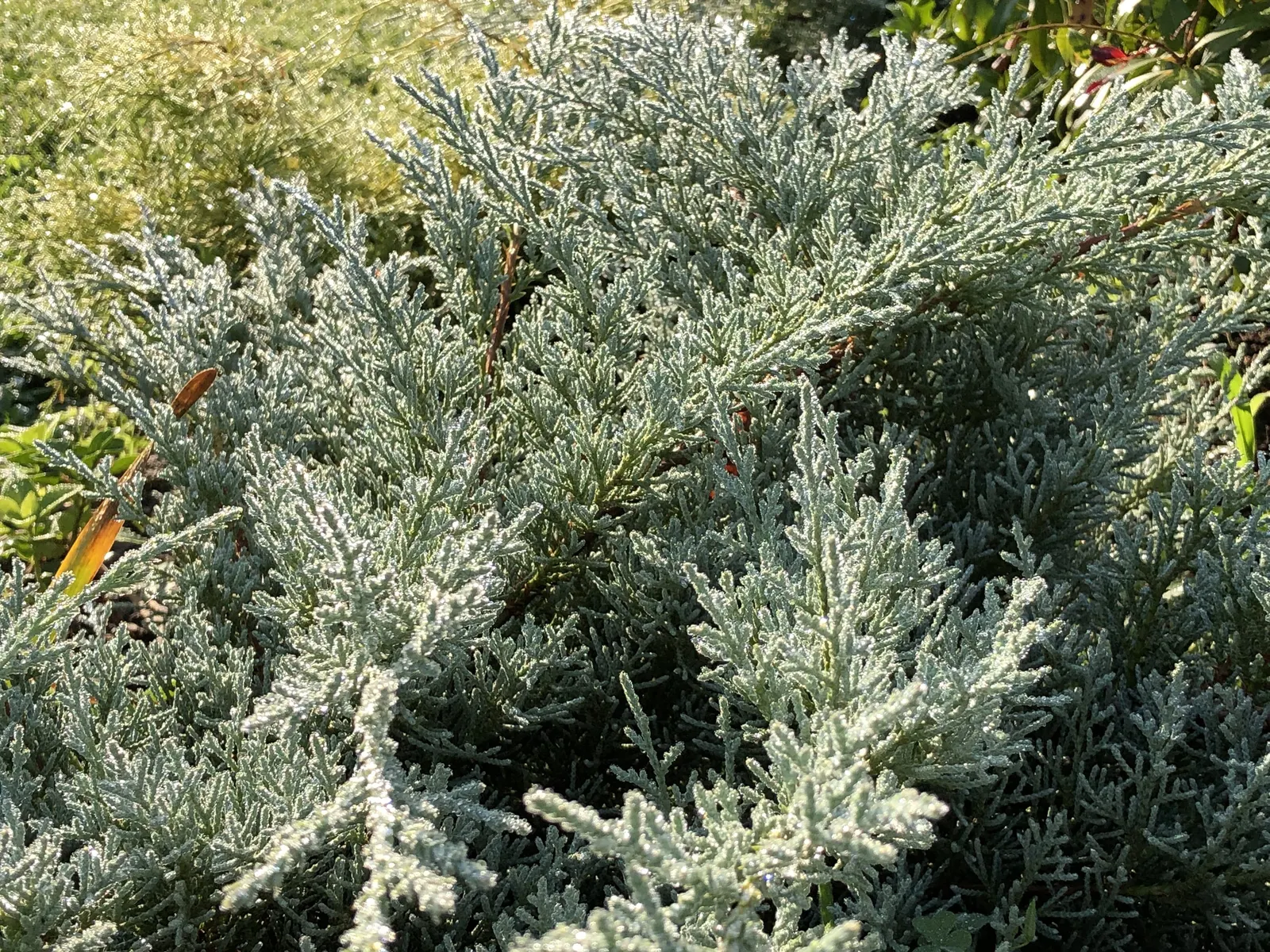 Angelica Blue Pfitzer Juniper (Juniperus Chinensis 'Angelica Blue') — Hardy in zones 4-9, it thrives in full sun and well-draining soil; cool-toned contrast to