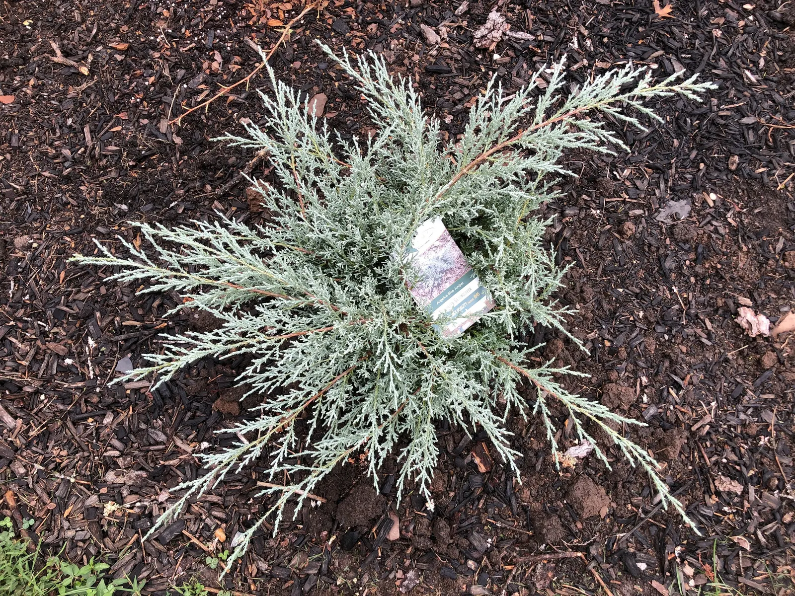 Angelica Blue Pfitzer Juniper (Juniperus Chinensis 'Angelica Blue') — scientifically known as Juniperus chinensis 'Angelica Blue'; this resilient evergreen has