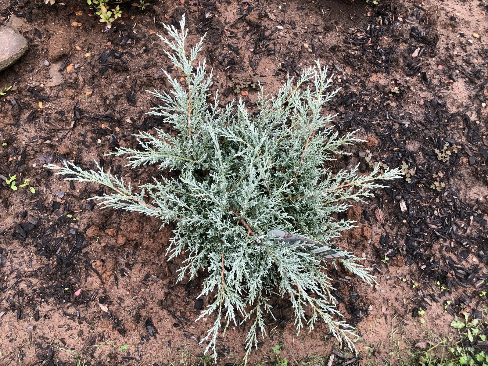 Angelica Blue Pfitzer Juniper (Juniperus Chinensis 'Angelica Blue') — drought-tolerant plant provides year-round interest and is ideal for mass plantings