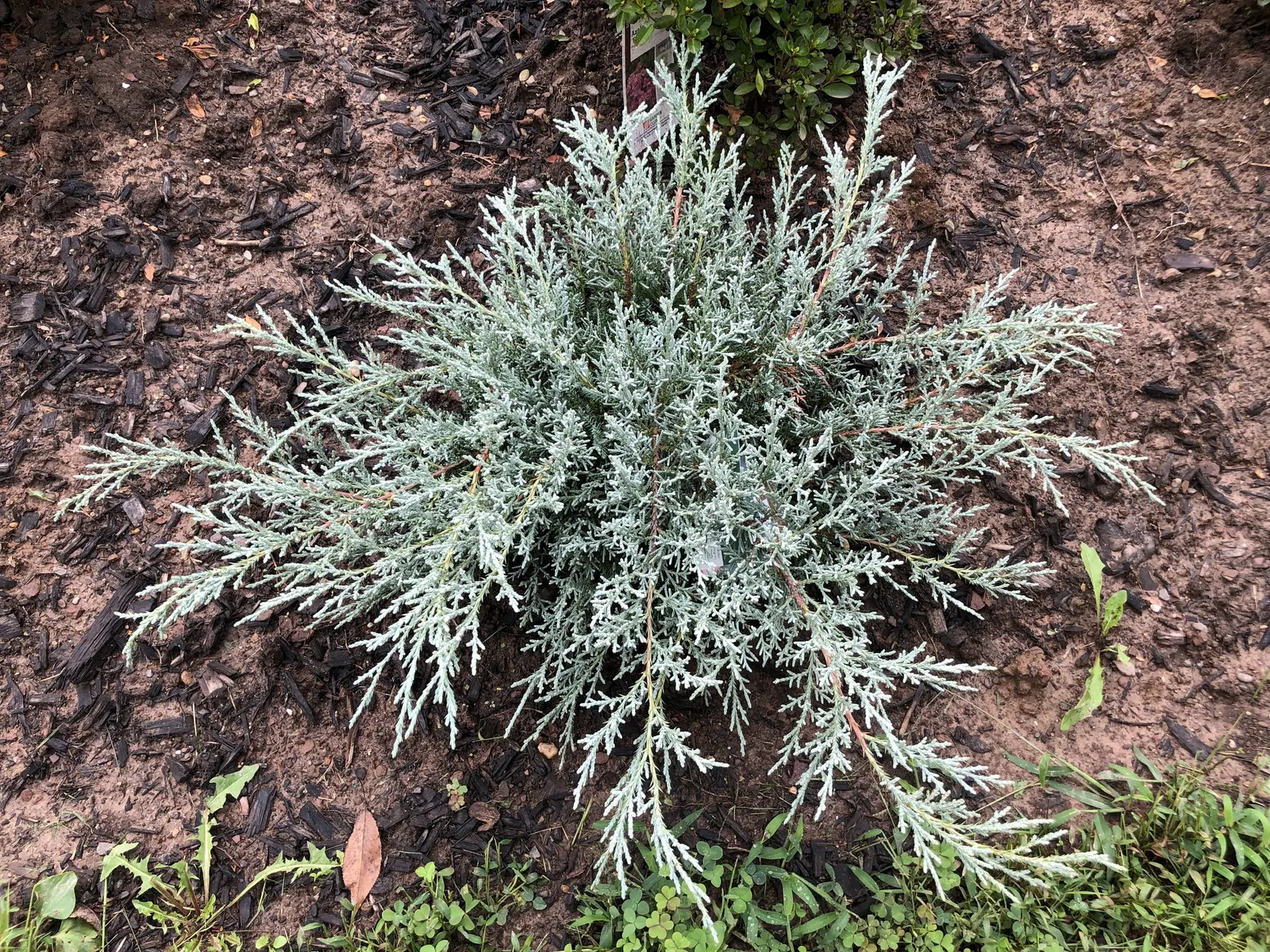 Angelica Blue Pfitzer Juniper (Juniperus Chinensis 'Angelica Blue') — it thrives in full sunlight but can tolerate partial shade