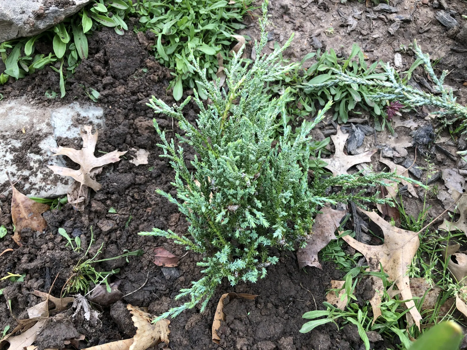 Angelica Blue Pfitzer Juniper (Juniperus Chinensis 'Angelica Blue') — The Angelica Blue Pfitzer Juniper requires well-drained soil and once established