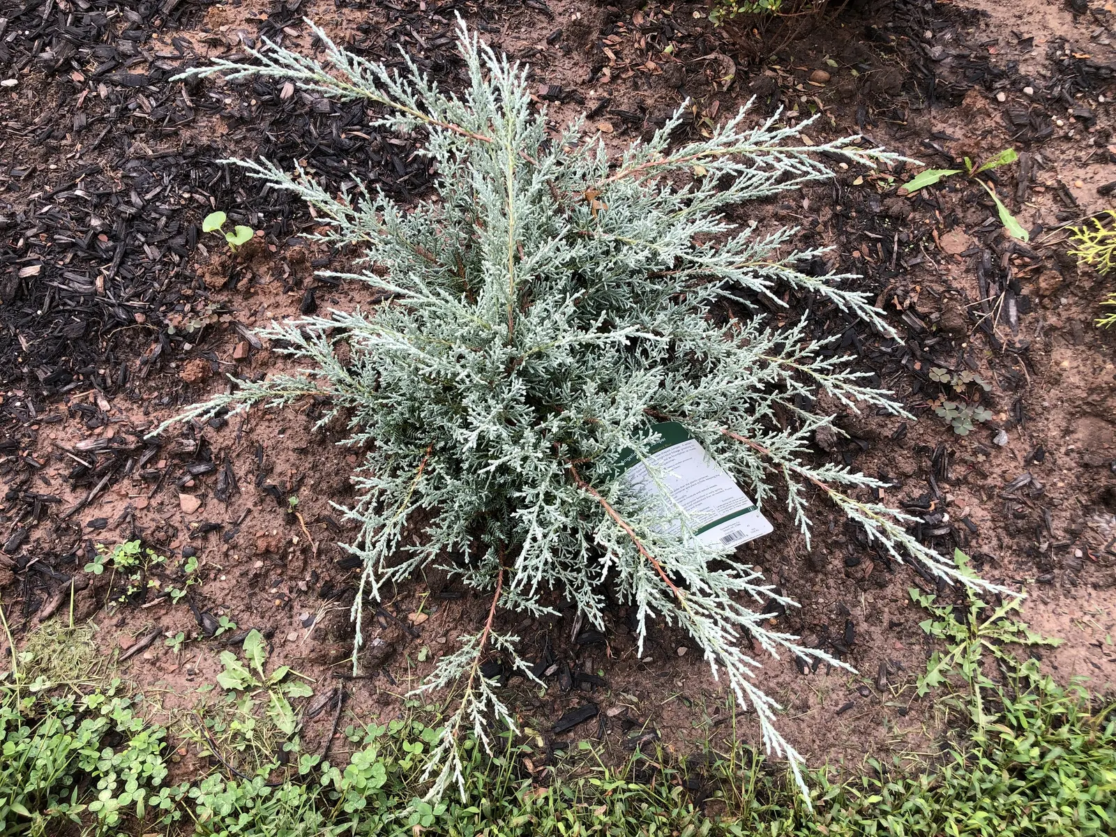 Angelica Blue Pfitzer Juniper (Juniperus Chinensis 'Angelica Blue') — cool-toned contrast to other plants in their garden