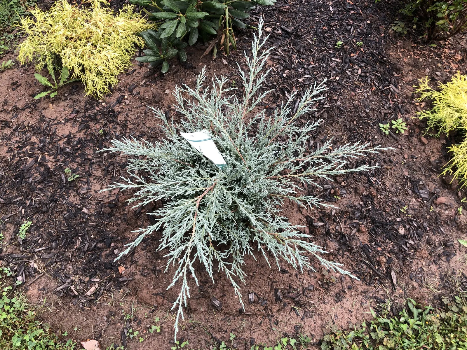 Angelica Blue Pfitzer Juniper (Juniperus Chinensis 'Angelica Blue') — scientifically known as Juniperus chinensis 'Angelica Blue'