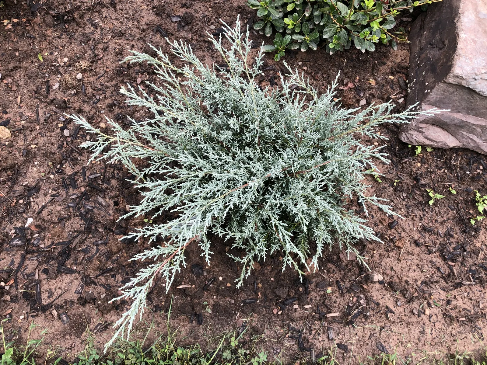 Angelica Blue Pfitzer Juniper (Juniperus Chinensis 'Angelica Blue') — making it an excellent choice for xeriscaping