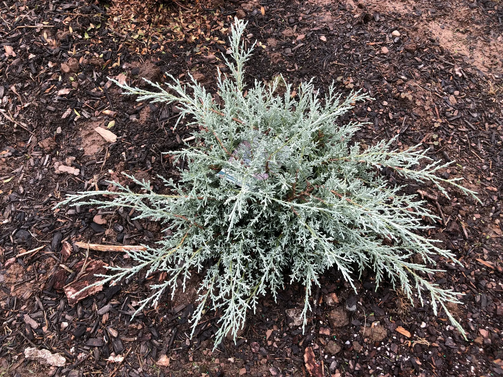 Angelica Blue Pfitzer Juniper (Juniperus Chinensis 'Angelica Blue') — or as a specimen plant where its unique color can be fully appreciated.<br><br>Hardy in