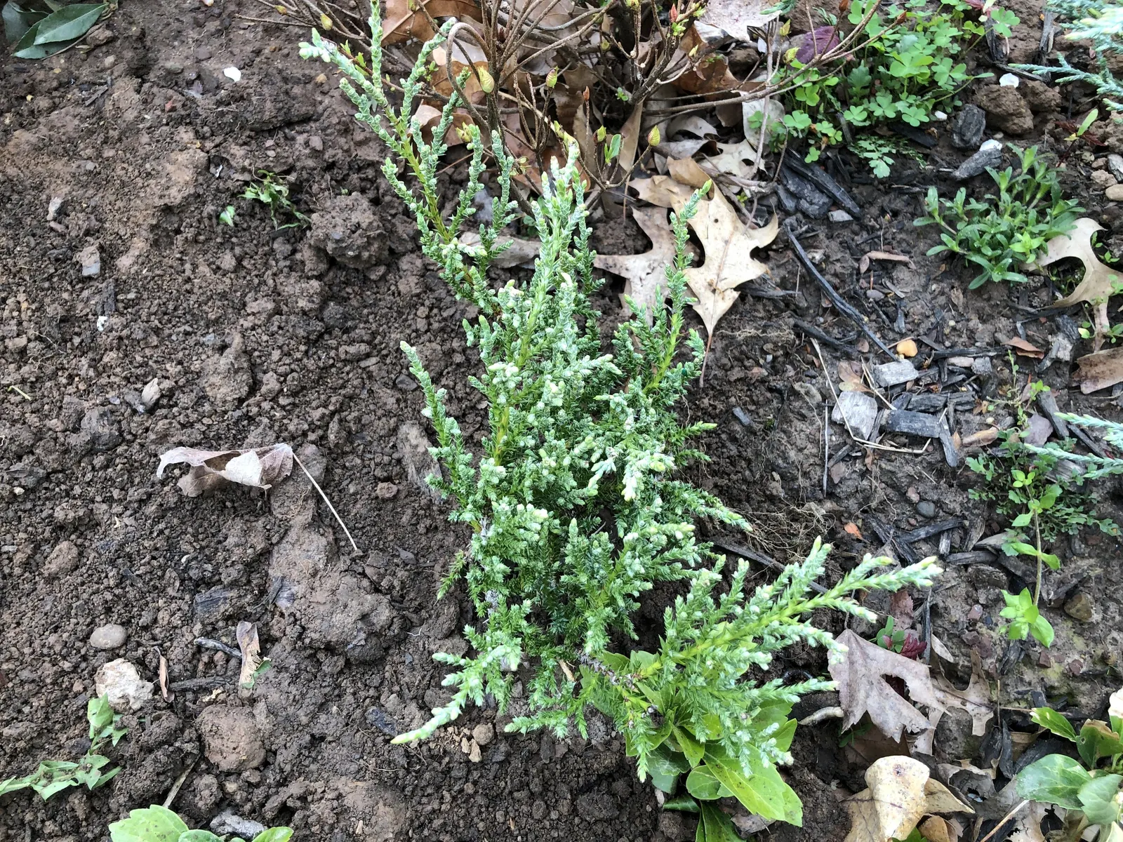 Angelica Blue Pfitzer Juniper (Juniperus Chinensis 'Angelica Blue') — it becomes drought-tolerant