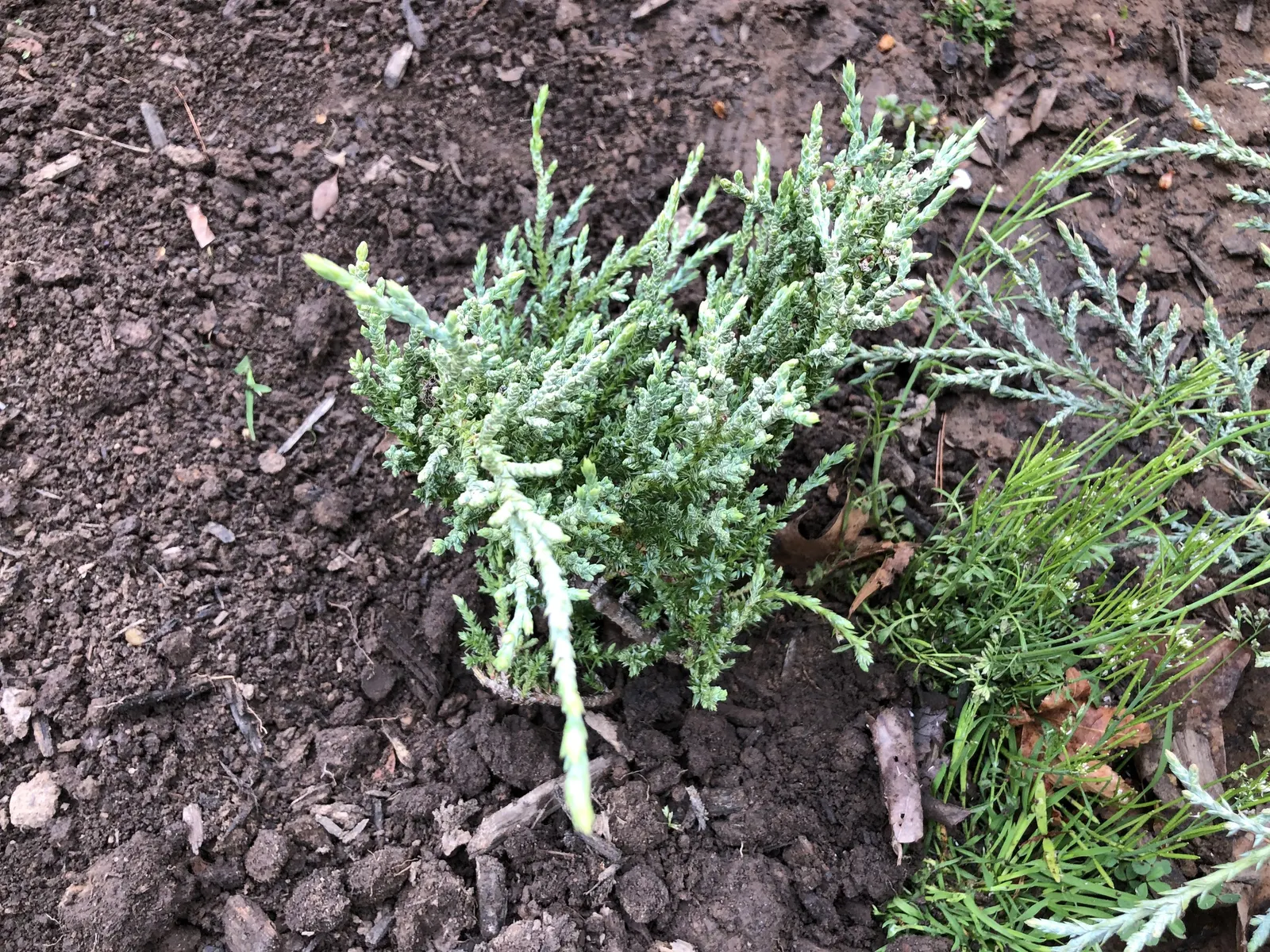 Angelica Blue Pfitzer Juniper (Juniperus Chinensis 'Angelica Blue') — reaching a mature size of around 4 to 6 feet in height and an impressive spread of 6 to 8