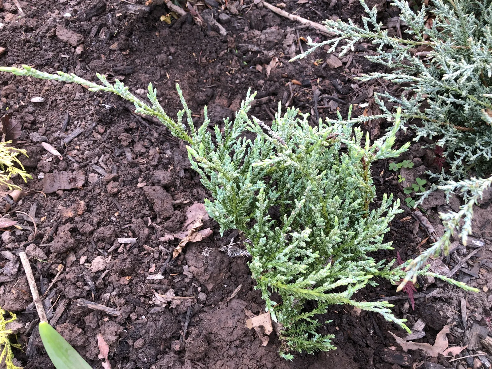 Angelica Blue Pfitzer Juniper (Juniperus Chinensis 'Angelica Blue') — although its best color typically manifests in sunnier locations