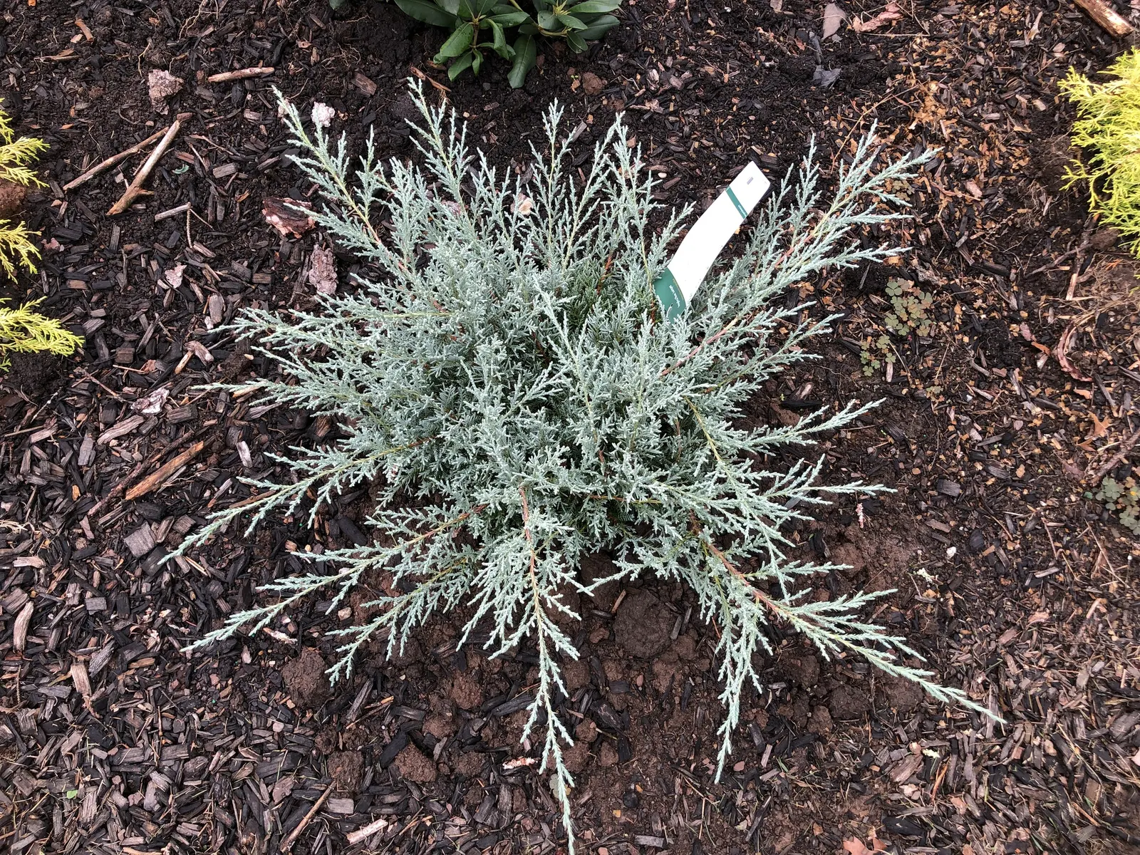 Angelica Blue Pfitzer Juniper (Juniperus Chinensis 'Angelica Blue') — from cold winters to dry spells
