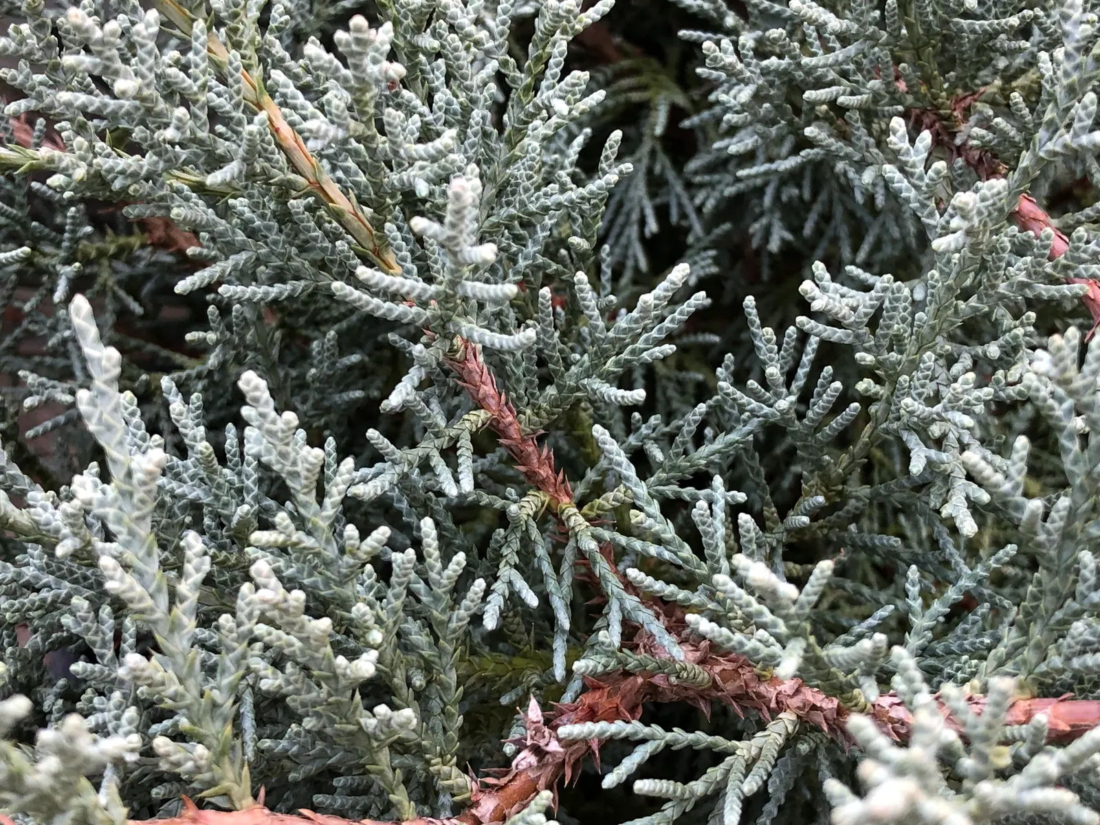 Angelica Blue Pfitzer Juniper (Juniperus Chinensis 'Angelica Blue') — It grows to a mature height of 4-5 feet with a spread of 6-8 feet