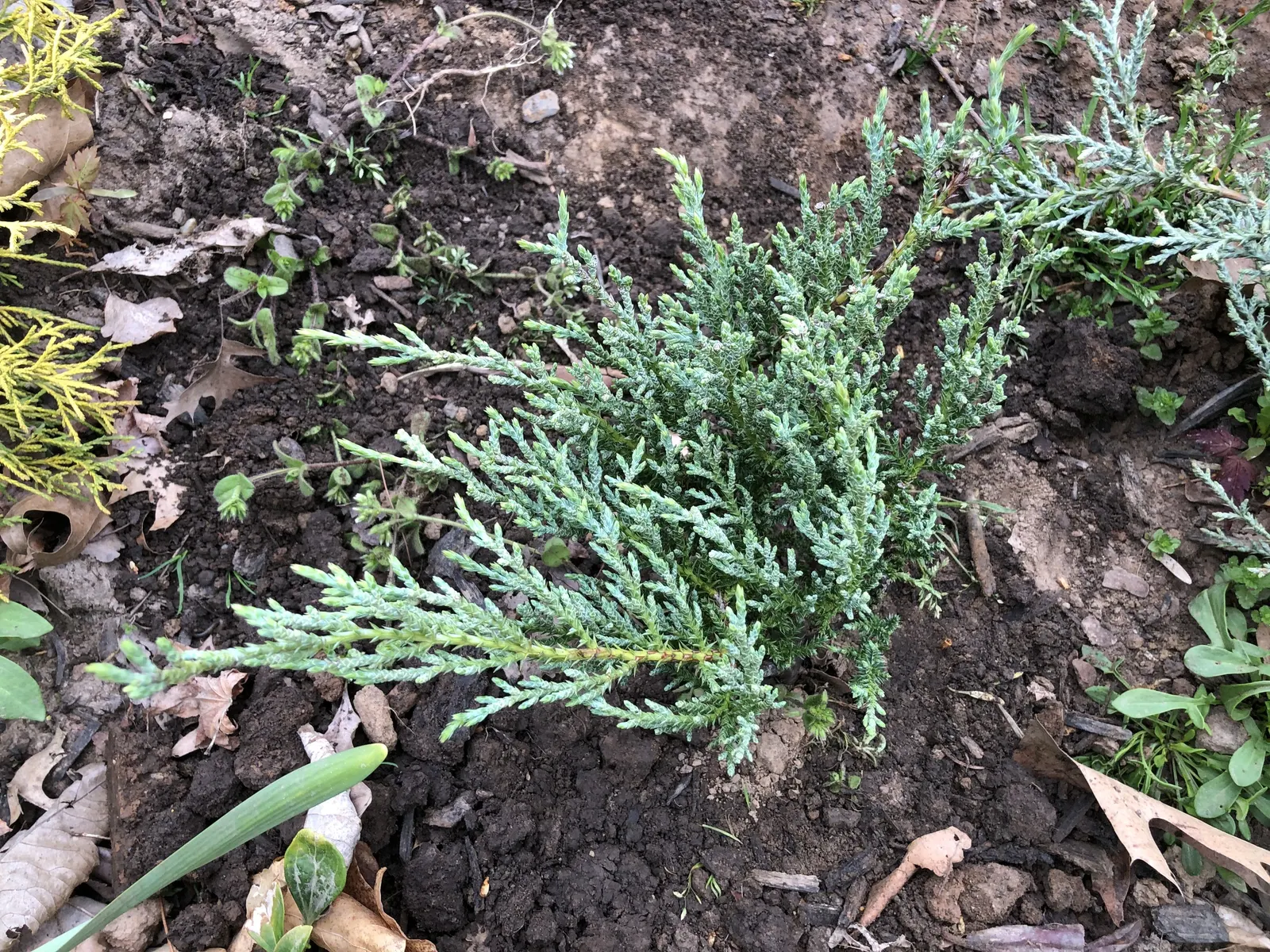 Angelica Blue Pfitzer Juniper (Juniperus Chinensis 'Angelica Blue') — Occasional pruning may be necessary to maintain its desired shape and to encourage denser