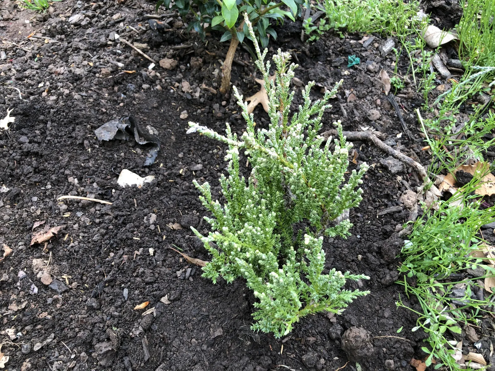 Angelica Blue Pfitzer Juniper (Juniperus Chinensis 'Angelica Blue') — Its moderate growth rate makes 'Angelica Blue' particularly suitable for foundation