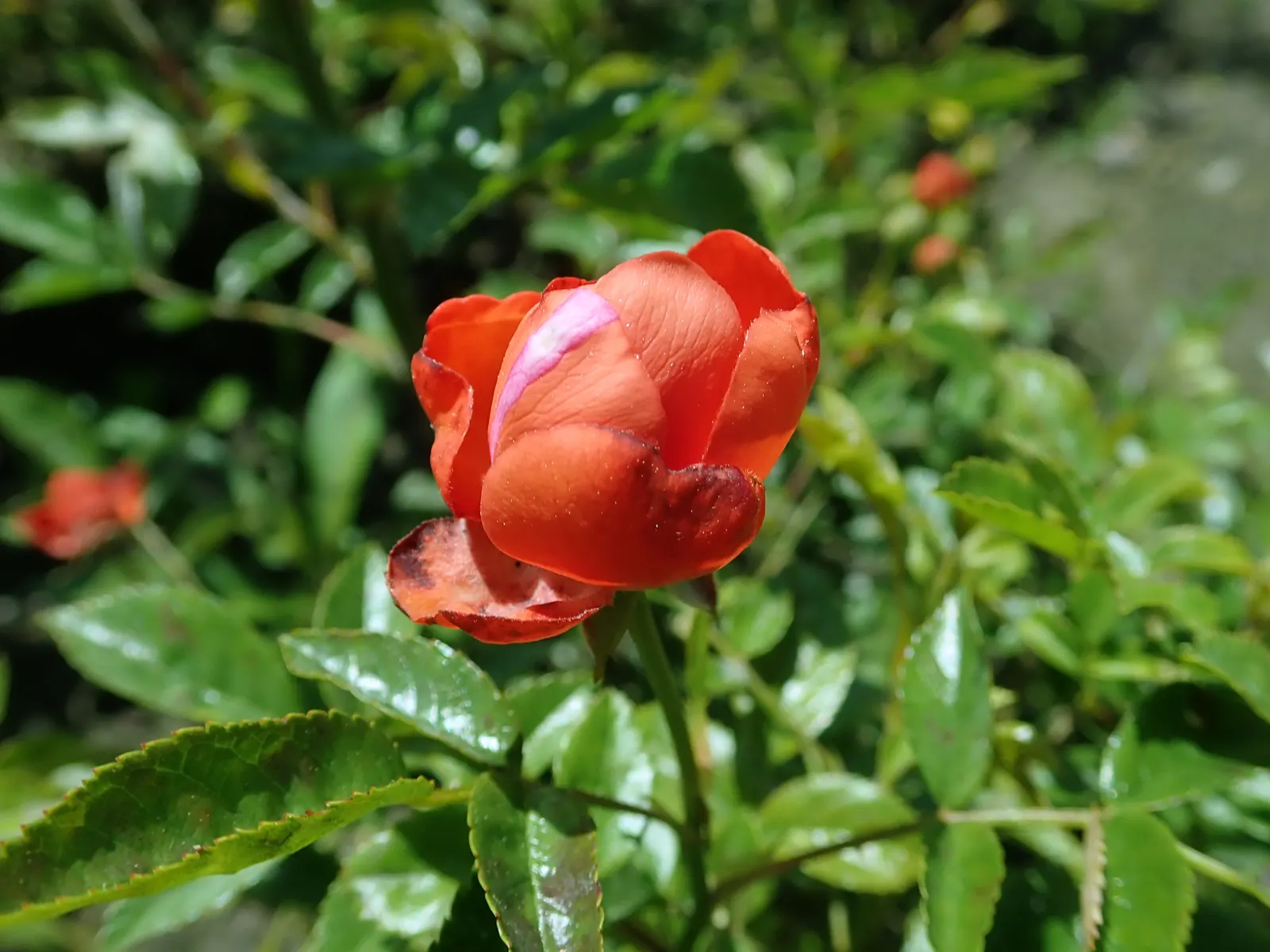 Sweet Orange (Citrus Sinensis) — commonly enjoyed for their sweet and tangy fruit; glossy leaves and the appealing contrast of their fragrant white, image 71